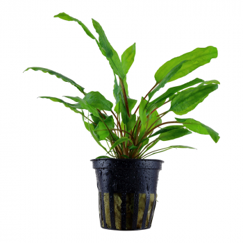 Cryptocoryne wendtii 'Green' - Wendts Wasserkelch 'Green'